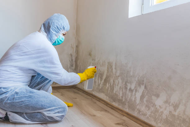 Licensed Basement Mold Remediation service in Melrose Park, NY - WQB Mold Removal