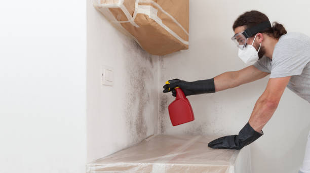 Professional Basement Mold Remediation technician working in Melrose Park, NY