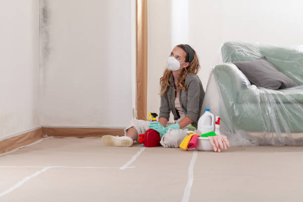 Reliable Basement Mold Remediation contractor in Melrose Park, NY by WQB Mold Removal